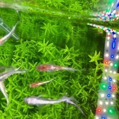 菊銀紅玉　メダカ幼魚5匹の画像