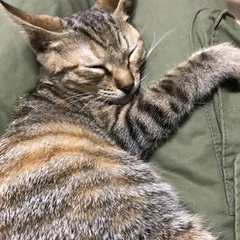 野良猫の子猫を4匹保護しました内の1匹です