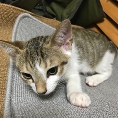 野良猫の子猫を4匹保護しました、内の1匹です。