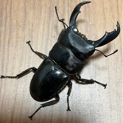スラウェシオオヒラタクワガタ(セレベスオオヒラタ)♂【完売御礼】