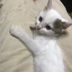 会社の敷地内で4匹保護した内の1匹です。