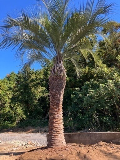 最終値引き。5メートル級、画像現物、植え込みコミコミ価格