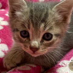 10月初旬生まれの子猫3頭と母猫