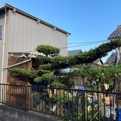 値下げ⭐️マキの木⭐️