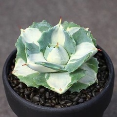 1株入りクイーントール　アガベ　多肉植物[王妃雷神 白中斑]5-8cm