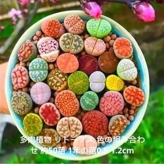 多肉植物 リトープス 色の組み合わせ 約20苗 1年の苗0.5-...