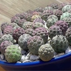 テフロカクタス　ゲオメトリクス 2-3cmカット苗 1個入り