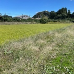 能登産　🌾カグラモチ(餅米) 3〜10kg 精米済み