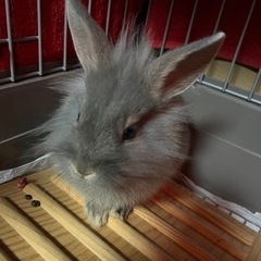 ミニウサギ