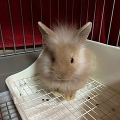 ミニウサギ