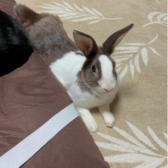 ブラウンと白のミニウサギ
