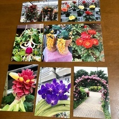 花の写真