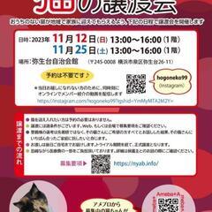 横浜市泉区　猫の譲渡会　主催　NPO法人にゃぶ・猫を保護する人を...