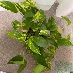 観葉植物　室内ゴールデンポトスの画像