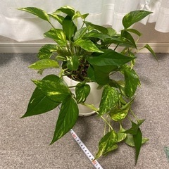 観葉植物　室内ゴールデンポトス