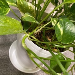 観葉植物　室内ゴールデンポトスの画像