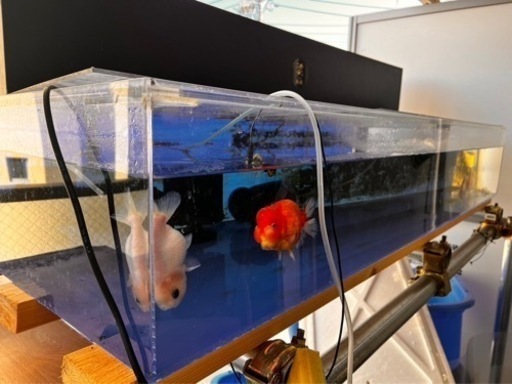 らんちゅうアクリル水槽