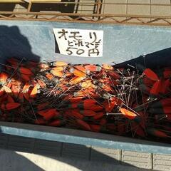 新装オープン　リサイクルSAYA - リサイクルショップ