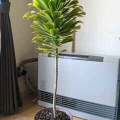 観葉植物/ドラセナコンパクタ