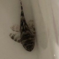 今週末まで更に大特価 熱帯魚 キングロイヤルペコルティア ３匹セット