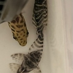 今週末まで更に大特価 熱帯魚 キングロイヤルペコルティア ３匹セットの画像