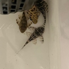 今週末まで更に大特価 熱帯魚 キングロイヤルペコルティア ３匹セットの画像