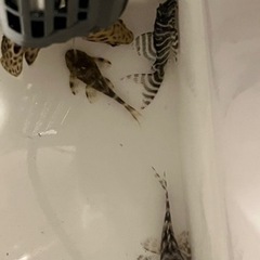 今週末まで更に大特価 熱帯魚 キングロイヤルペコルティア ３匹セットの画像