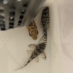 今週末まで更に大特価 熱帯魚 キングロイヤルペコルティア ３匹セットの画像