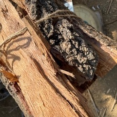 薪　どんぐりの木　8キロ　①の画像