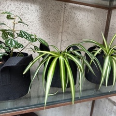 ♦観葉植物3点セット♦