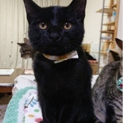 ☆イケメン☆幸せを運んでくれる黒猫