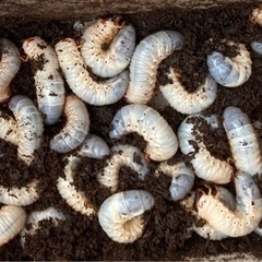 カブトムシの幼虫無料で引き取ります