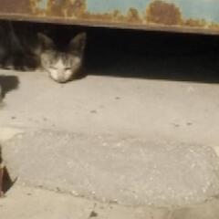 キジトラの子猫です！