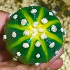 サボテン アストロフィツム ドーナツ兜 スイカポケット 兜錦実生...