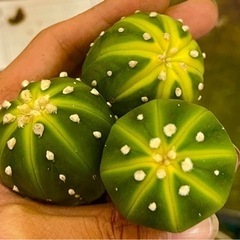 サボテン アストロフィツム ドーナツ兜 スイカポケット 兜錦実生 特選 1苗入りの画像
