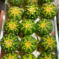 サボテン アストロフィツム ドーナツ兜 スイカポケット 兜錦実生 特選 1苗入りの画像