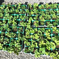 イチゴの苗 【１０株で１０００円】2023-１【第１次受付】《受...