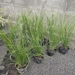 🌳希少　ロマンドラ　タニカ等　無料