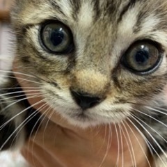 🐱元気な女の子🐱キジトラ　600g〜  置き去り、ネグレクトから...