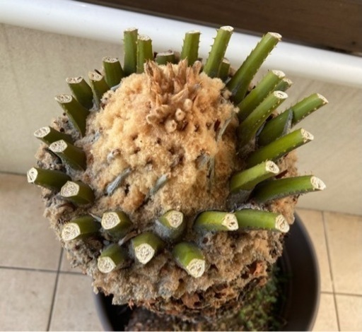 ソテツ　約60cm　剪定済