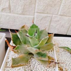 【終了】ヤシの木 アガベの画像