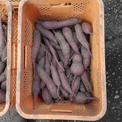 格安　紅はるか　B品　泥つき　約10キロ　800円　11月6日か...