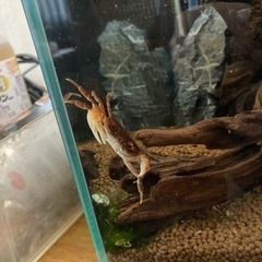サワガニ飼育セット