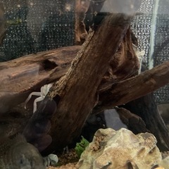 サワガニ飼育セットの画像