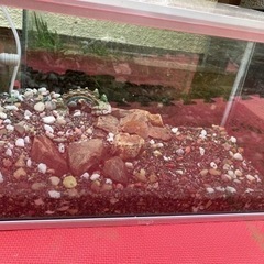 サワガニ飼育セットの画像