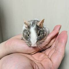 デグー　ブルーパイド♂2歳9か月
