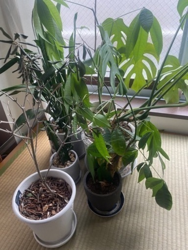 【決まりました】観葉植物6点