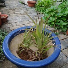 【さしあげます】植木鉢Aとおまけヨウラクツツアナナスの苗の画像