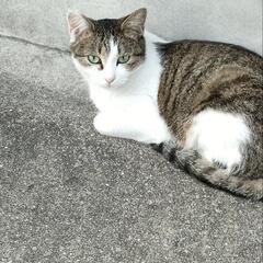 メス猫  里親募集しています
