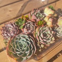 多肉植物(エケベリア)のセット🍀の画像